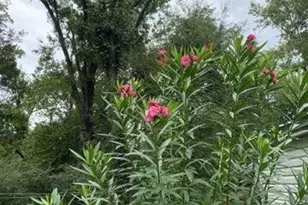 4854 Hwy 231, Campbellton, FL 32426 - Photo 68