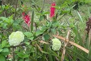 4854 Hwy 231, Campbellton, FL 32426 - Photo 62