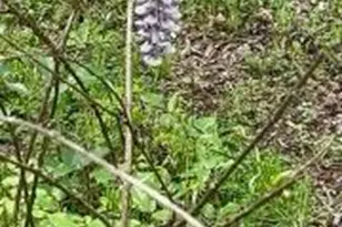 4854 Hwy 231, Campbellton, FL 32426 - Photo 70