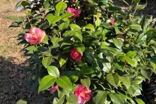 4854 Hwy 231, Campbellton, FL 32426 - Photo 52