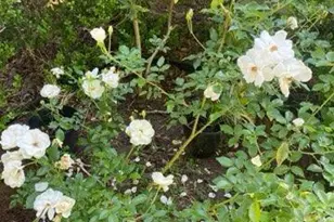 4854 Hwy 231, Campbellton, FL 32426 - Photo 56