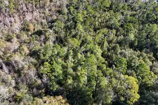 2424 White Pond Church Rd, Alford, FL 32420 - Photo 26