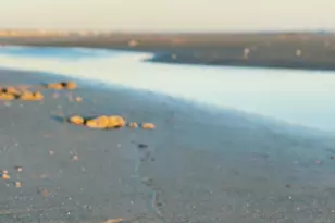 889 Backwater Rd, Port Saint Joe, FL 32456 - Photo 52