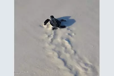 107 S 26th Street, Mexico Beach, FL 32456 - Photo 12