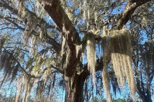 7293 Hwy 90, Grand Ridge, FL 32442 - Photo 38