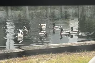 520 N Richard Jackson Blvd, Panama City Beach, FL 32407 - Photo 38