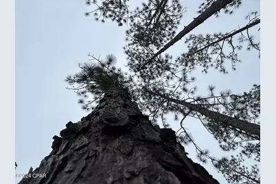 Tract 6418 S Mattox Springs Road #1, Caryville, FL 32427 - Photo 6