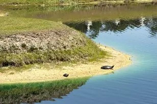 520 N Richard Jackson Blvd, Panama City Beach, FL 32407 - Photo 18