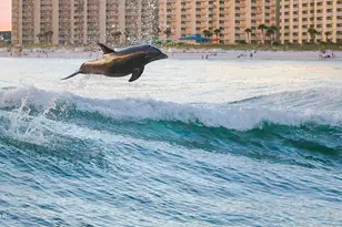 9860 S Thomas Dr, Panama City, FL 32408 - Photo 36