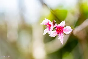 1025 W 19th St, Panama City, FL 32405 - Photo 4