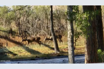 396 Silver, Marianna, FL 32448 - Photo 46