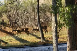 396 Silver, Marianna, FL 32448 - Photo 46