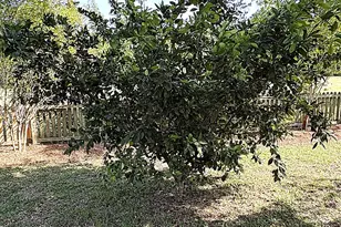 2874 Magnolia Blossom Ln, Marianna, FL 32446 - Photo 82