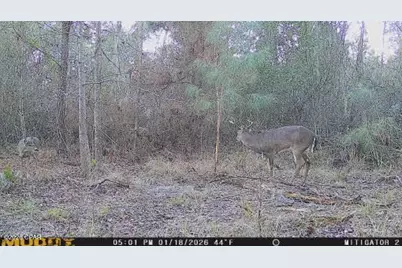 0 Iron Bridge Road, Marianna, FL 32448 - Photo 18