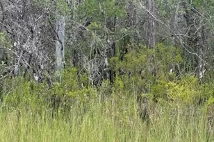 4539 NW White Rd, Altha, FL 32421 - Photo 32