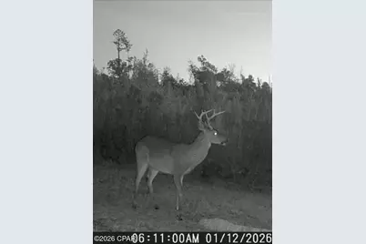 Tbd Sinai Road, Sneads, FL 32460 - Photo 28