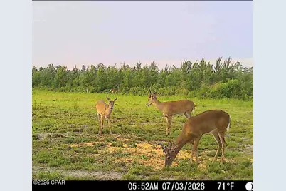 Tbd Sinai Road, Sneads, FL 32460 - Photo 26