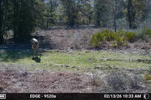 705 Cornwell Rd, Alford, FL 32420 - Photo 68
