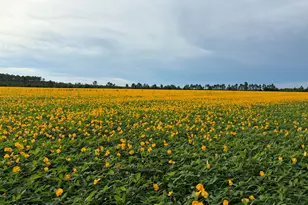 000 Sr 71, Blountstown, FL 32424 - Photo 1