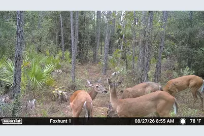 0 Foxhunt Road, Fountain, FL 32438 - Photo 8
