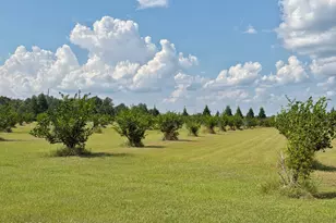 3280 Willie Ln, Cottondale, FL 32431 - Photo 54