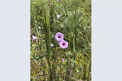 Xxx SE Davis Peacock Road #Lot 51, Blountstown, FL 32424 - Photo 1