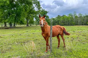 1409 Hwy 177A, Bonifay, FL 32425 - Photo 78