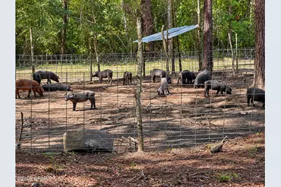 0000 Corbin Lane, Bonifay, FL 32425 - Photo 66
