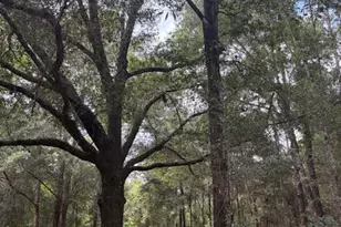 4600 Pine Grove Church Rd, Quincy, FL 32351 - Photo 1