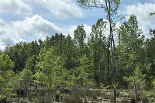 Xx Jj Whitaker Rd, Bonifay, FL 32425 - Photo 1