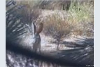 241-14-012 Tom Mix Road, Yucca, AZ 86438 - Photo 12