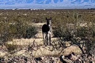 4597 Hopi Rd, Golden Valley, AZ 86413 - Photo 26