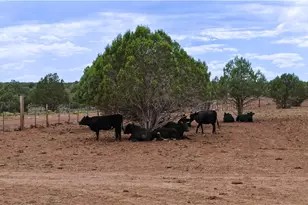 44050 W Fort Rock Rd, Seligman, AZ 86337 - Photo 32