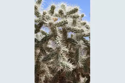 470 Silver Creek Road, Meadview, AZ 86444 - Photo 20