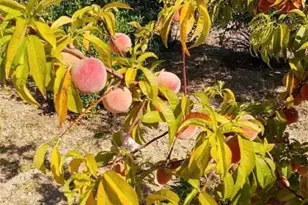 9570 Fietz Ave, Golden Valley, AZ 86413 - Photo 44