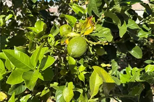 3375 Amanda Ave, Kingman, AZ 86401 - Photo 44