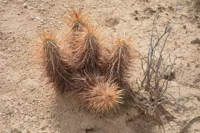 3271 S Arlington Road #3271, Yucca, AZ 86438 - Photo 8