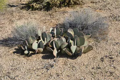 Lot 12 Fox Drive, Yucca, AZ 86438 - Photo 6