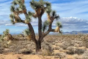 242-10-007 S Gene Autry Rd, Yucca, AZ 86438 - Photo 1