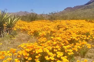 3758 W Redwall Dr, Golden Valley, AZ 86413 - Photo 40