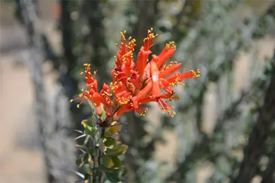 K13 S Red Lake Road, Yucca, AZ 86438 - Photo 30