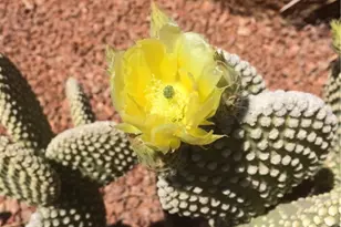 15395 S Clife Rd, Yucca, AZ 86438 - Photo 52