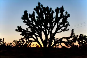 26491 N Pear Ave, Meadview, AZ 86444 - Photo 40