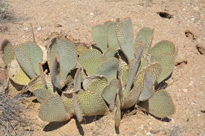 Lot 168/169 S Cherry Road, Yucca, AZ 86438 - Photo 14