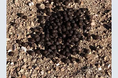 320 Acres Cross Mountain Trout Creek, Seligman, AZ 86337 - Photo 30