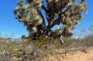 123-29-003 E Mesquite Dr, Yucca, AZ 86438 - Photo 1