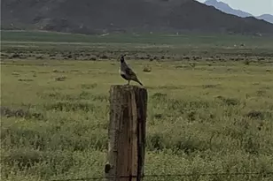 9597 N Tall Tree Dr, Kingman, AZ 86401 - Photo 36