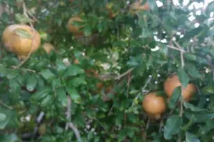 30095 N Sandy Point Dr, Meadview, AZ 86444 - Photo 40