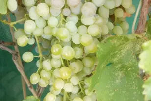 30095 N Sandy Point Dr, Meadview, AZ 86444 - Photo 30