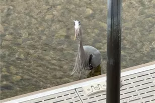 2605 Camino Del Rio, Bullhead City, AZ 86442 - Photo 60